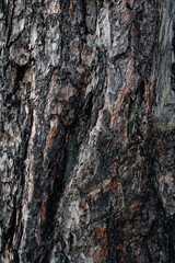 dark pine tree bark texture