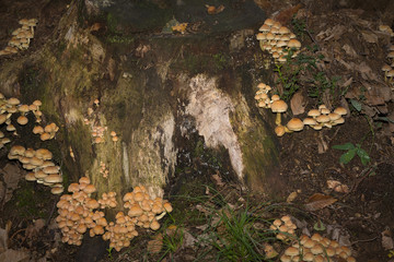 Funghi del Piemonte