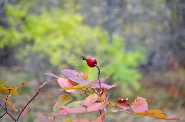 A lonely rosehip berry on a Bush in autumn in the forest on a bright Sunny day