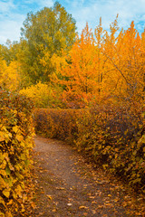 Naklejka premium Autumn landscape. The path the park is strewn with fallen autumn leaves. Vertical frame
