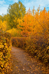Autumn landscape. The path the park is strewn with fallen autumn leaves. Vertical frame