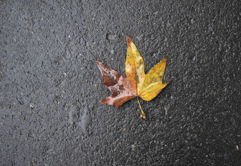 The autumn leaves on asphalt with raindrops.