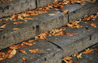 The autumn leaves on asphalt with raindrops.