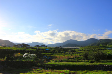 Vineyard landscape at 