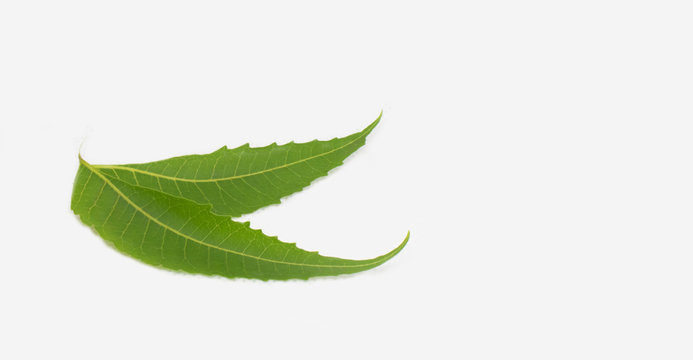 Medicinal Neem Leaves on a white background