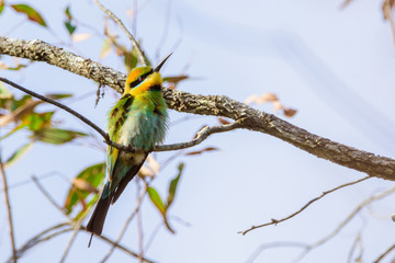 Rainbow bee-eater