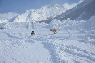 Puppy Playing in the Snow