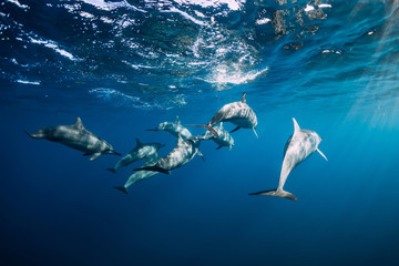 Dolphins family swimming in blue ocean