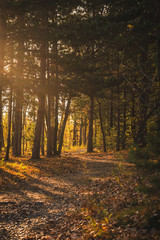 autumn in the forest. rays of the setting sun in the autumn forest.