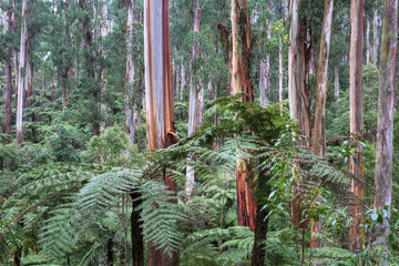 Tree ferns and tall mountain ash trees dominate the landscape of Sherbrooke Forest in the Dandenong Ranges near Melbourne, Australia.
