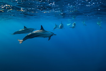Spinner dolphins underwater in Indian ocean