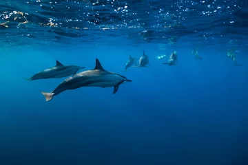 Tuinposter Spinner dolphins underwater in Indian ocean © artifirsov