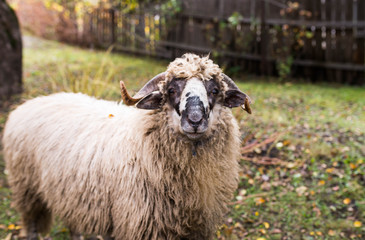 Curious young sheep ram looking in to the camera, shallow depth of field, focus on the sheep's nose.