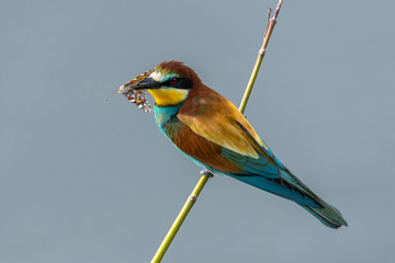 Beautiful nature scene with European bee-eater (Merops apiaster). Wildlife shot of European bee-eater (Merops apiaster) on branch. European bee-eater (Merops apiaster) in the nature habitat.