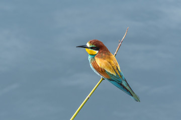 Beautiful nature scene with European bee-eater (Merops apiaster). Wildlife shot of European bee-eater (Merops apiaster) on branch. European bee-eater (Merops apiaster) in the nature habitat.
