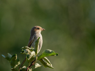 Beautiful nature scene with Red-backed Shrike (Lanius collurio). Wildlife shot of Red-backed Shrike (Lanius collurio) on branch. Red-backed Shrike (Lanius collurio) in the nature habitat.
