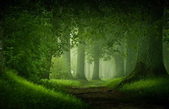 magic forest