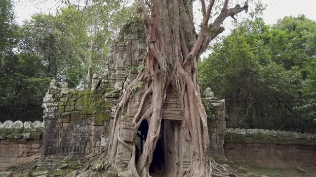 Ta Som, Angkor complex. Tilt, Amazing small temple ruins covered by bayan tree roots.