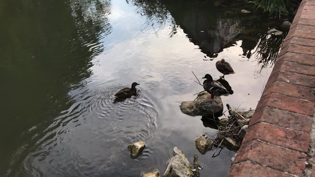 Ducks in a river in England