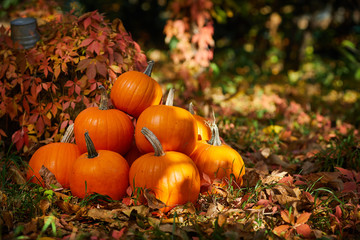 pumpkins outdoor background. fall concept