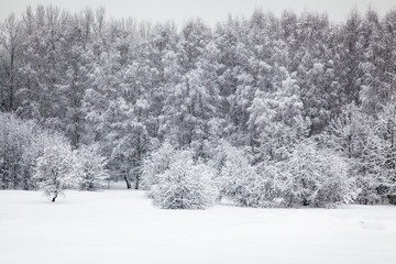 Forest and field covered with a thick layer of snow. White winter background.