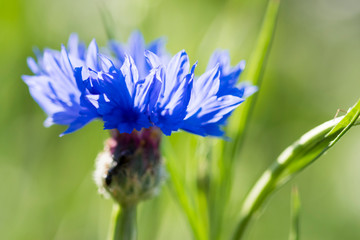 Close up photo of blue flower on the meadow