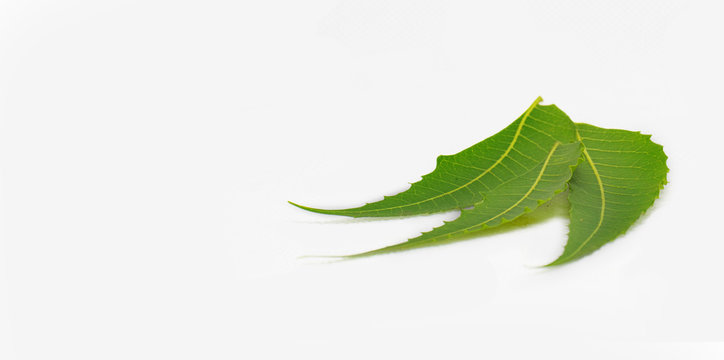 Medicinal Neem Leaves on a white background