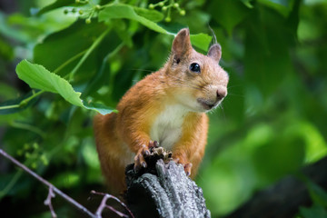 squirrel on tree