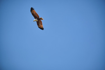 Brahmany kite in flight in Australia