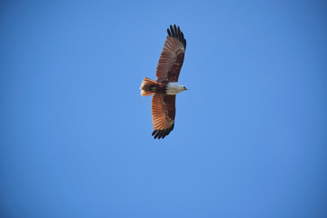Brahmany kite in flight in Australia