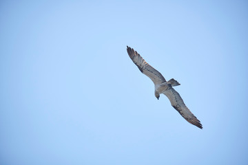 Large Osprey on the hunt for fish to eat 