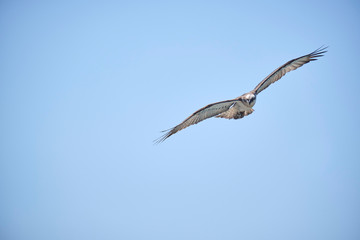 Large Osprey on the hunt for fish to eat 