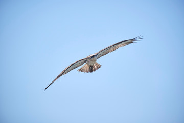 Large Osprey on the hunt for fish to eat 
