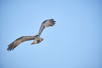 Large Osprey on the hunt for fish to eat 