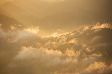 雲海の上空を飛ぶ鳥
