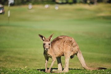 Naklejka na ściany i meble Wild Kangaroo on golf course with people playing golf, Australia