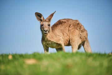 Wild Kangaroo on golf course with people playing golf, Australia