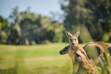 Wild Kangaroo on golf course with people playing golf, Australia