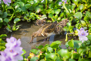 タニシを食べるタマシギ