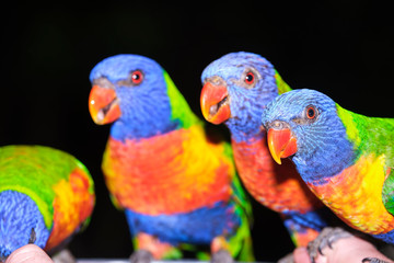 Family of wild rainbow lorikeets feeding with black background in portrait style image and lots of detail