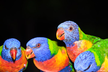 Family of wild rainbow lorikeets feeding with black background in portrait style image and lots of detail