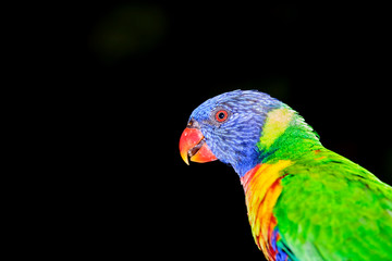 Family of wild rainbow lorikeets feeding with black background in portrait style image and lots of detail