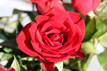 red rose in the garden