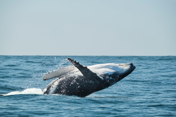 Large whale breaching over the ocean during whale migration on the east coast of Australia