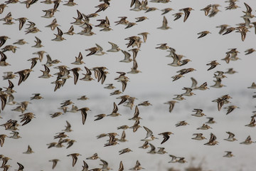 flock of flying birds