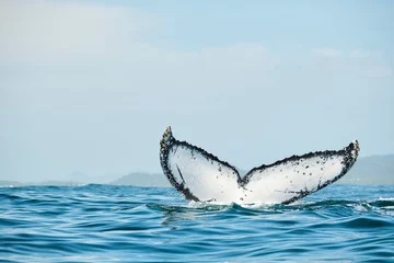 Muurstickers Strong whale tail coming out of the water splashing © Orion Media Group