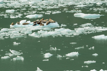 Seals lie on a drifting ice floe in the ocean © makedonski2015