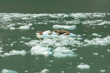 Seals lie on a drifting ice floe in the ocean © makedonski2015