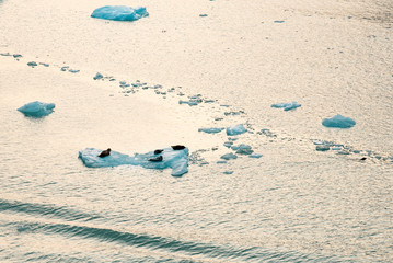 Seals lie on a drifting ice floe in the ocean © makedonski2015