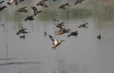 flock of birds in flight